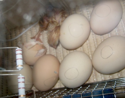 Egg Hatch in Progress